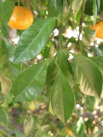            Shade leaves (Winter Haven, FL)   