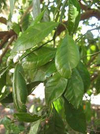            Shade leaves (Winter Haven, FL)   