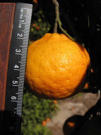              Fruit (Winter Haven, FL)       