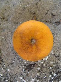              Fruit (Winter Haven, FL)       