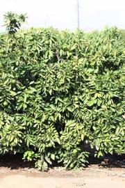              Habit (Riverside, CA)       