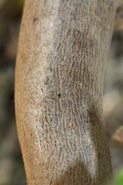              Bark (Riverside, CA)       