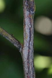              Second - third year twig (Riverside,   CA)       