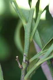              First year twig (Riverside, CA)       