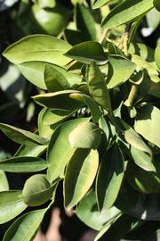            Sun leaves (Riverside, CA)   