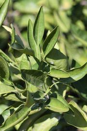            Sun leaves (Riverside, CA)   