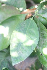            Shade leaves (Riverside, CA)   