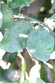            Shade leaves (Riverside, CA)   
