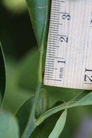            Petiole (Riverside, CA)   