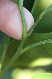            Petiole (Riverside, CA)   