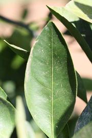            Unifoliolate leaf (Riverside, CA)   