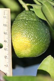            Immature fruit (Riverside, CA)   