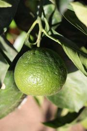            Immature fruit (Riverside, CA)   