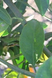            Unifoliolate leaf (Riverside, CA)   