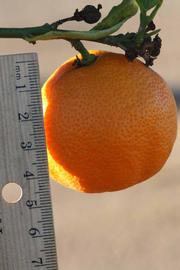              Fruit (Riverside, CA)       