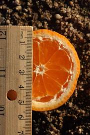              Fruit cross-section (Riverside, CA)       