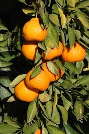              Fruit (Riverside, CA)       