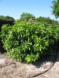            Habit (Winter Haven, FL)   