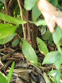            Bark (Winter Haven, FL)   