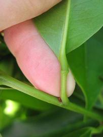            Petiole (Winter Haven, FL)   