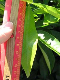              Leaflet (Winter Haven, FL)       