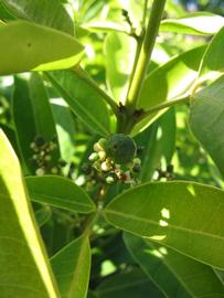            Shade leaves (Winter Haven, FL)   