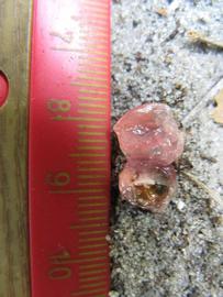              Fruit cross-section (Winter Haven, FL)       