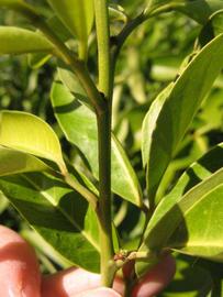              First year twig (Winter Haven, FL)       