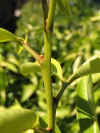              First year twig (Winter Haven, FL)       