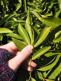            Leaf of  Glycosmis pentaphylla       (Winter Haven,   FL)   