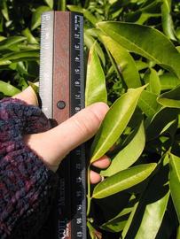              Compound leaf (Winter Haven, FL)       