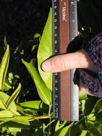            Leaflet (Winter Haven, FL)   