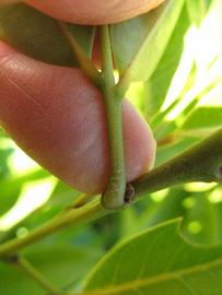              Petiole (Winter Haven, FL)       