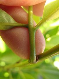              Petiole (Winter Haven, FL)       