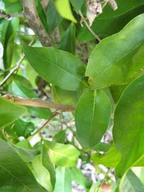            Shade leaves (Winter Haven, FL)   
