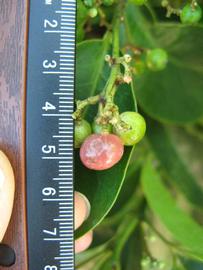              Fruit (Winter Haven, FL)       