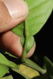              Petiole and first year twig of  Citrus maxima         (Chinese, Riverside, CA)       