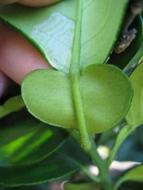                Petiole of  Citrus maxima         (Chinese, Winter Haven, FL)       