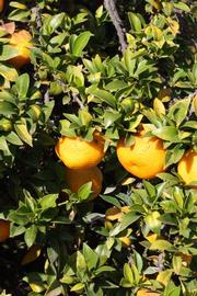              Fruit (Riverside, CA)       