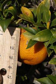              Fruit (Riverside, CA)       