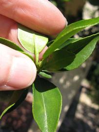              Petiole (Winter Haven, FL)       