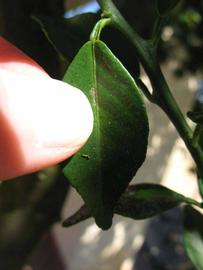              Unifoliolate leaf (Winter Haven, FL)       