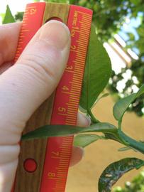              Unifoliolate leaf (Winter Haven, FL)       