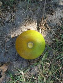              Fruit (Winter Haven, FL)       