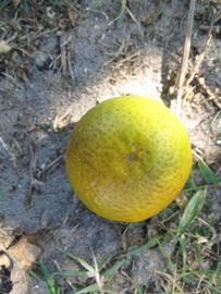              Fruit (Winter Haven, FL)       