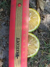              Fruit cross-section (Winter Haven, FL)       