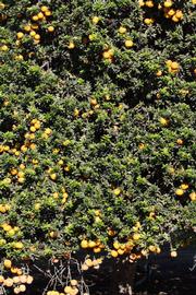            Habit (Riverside, CA)   