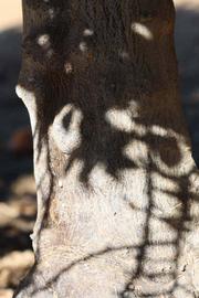            Bark (Riverside, CA)   