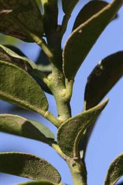            First year twig (Riverside, CA)   