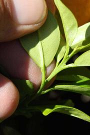              Petiole (Riverside, CA)       